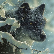 Wolf Moon on My World.