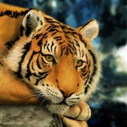 тигра тигров on My World.