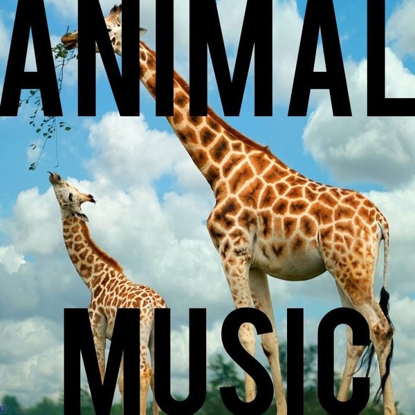 Animal-Music