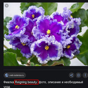 **Прекрасная** Фиалочка on My World.