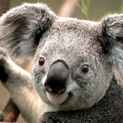 Koala * on My World.