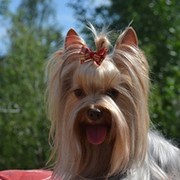 Алла Тимошенко on My World.
