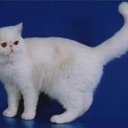 Майя Пчелкина on My World.