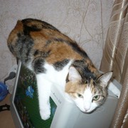 Лариса Короткова on My World.