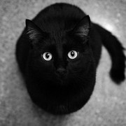 Черная кошка on My World.