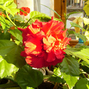 Незнакомка ***** on My World.