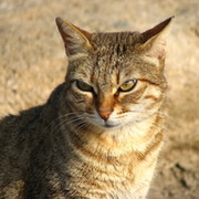 Николай Никитин on My World.