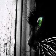 Cute black cat on My World.