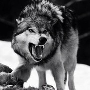Ver Volf on My World.